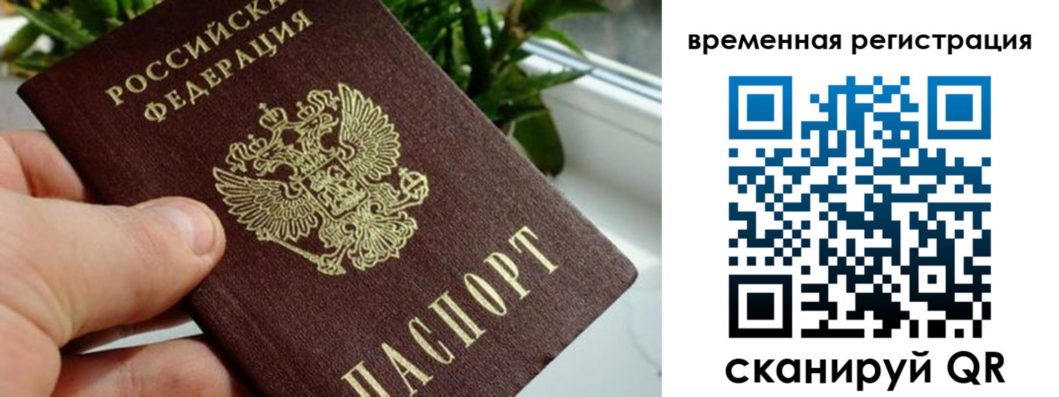 прописка поиск в Коле